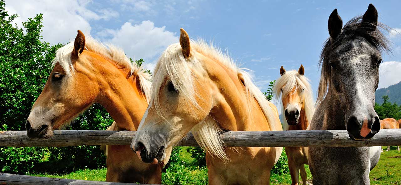 Pferd – Alles für die Haltung für Ihr Pferd und Pony auf der Weide und im Stall - Pferde auf der Weide