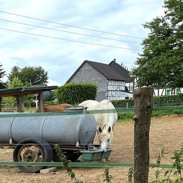 Pferdetränke TW 30 N für Wasserfässer - Im Einsatz auf der Weide