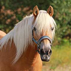 Tierhaltung und Tierpflege – Qualitätsprodukte von Lister - Kategorie Produkte für Pferde