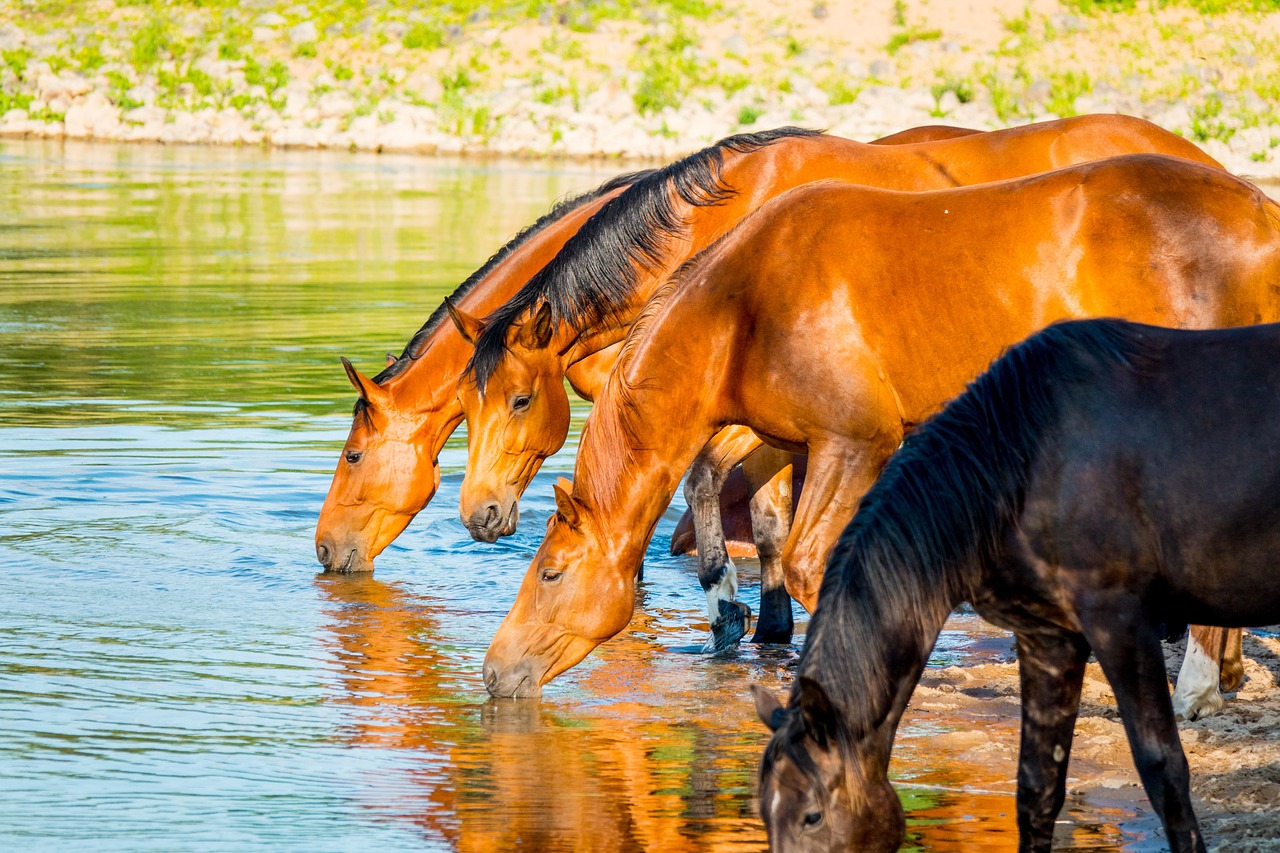 Tränken für die Weide für Pferde – Weidetränken für Pferde von Lister