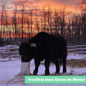 DRINKING POST 1800 für Rinder Frostfrei ohne Strom im Winter