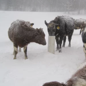DRINKING POST 2100 für Rinder – frostfreie Tränke für Rinder ohne Strom im Schnee
