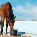 Frostsichere Tränke - Pferd im Schnee auf der Weide