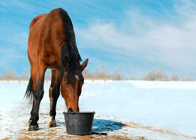 Frostsichere Tränke - Pferd im Schnee auf der Weide Frostsichere Tränke - Pferd im Schnee auf der Weide